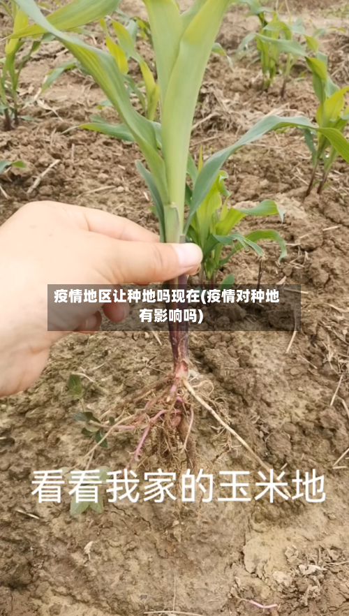 疫情地区让种地吗现在(疫情对种地有影响吗)-第2张图片