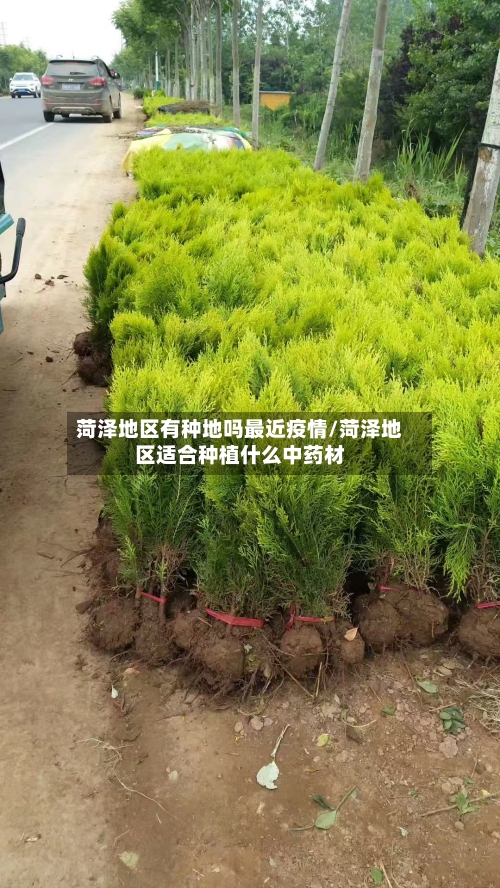 菏泽地区有种地吗最近疫情/菏泽地区适合种植什么中药材